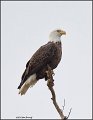 _1SB7830 american bald eagle